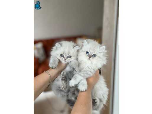 Safkan SCR'li Show Kalite British Longhair Yavrular