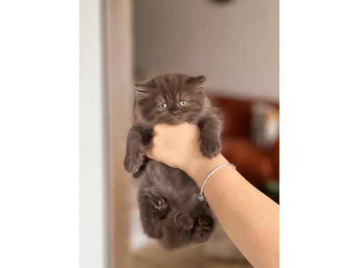 ÖZEL KESTANE BRİTİSH LONGHAİR CİNNAMON YAVRUM
