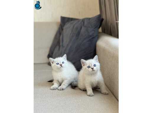 HARİKA GÖZ RENGİNDE BRİTİSH SHORTHAİR SİLVER POİNT YAVRUM