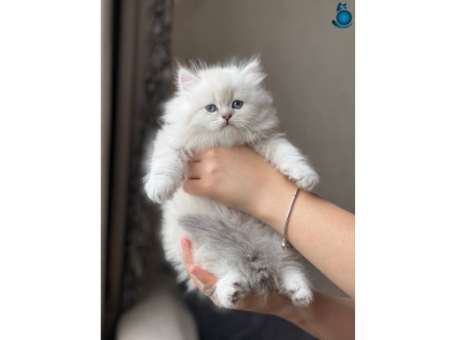 ŞECERELİ SILVER POINT BRITISH LONGHAIR 2 AYLIK YAVRU