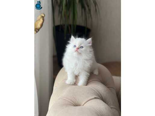2 AYlık GOLDEN POINT BRITISH LONGHAIR YAVRUSU