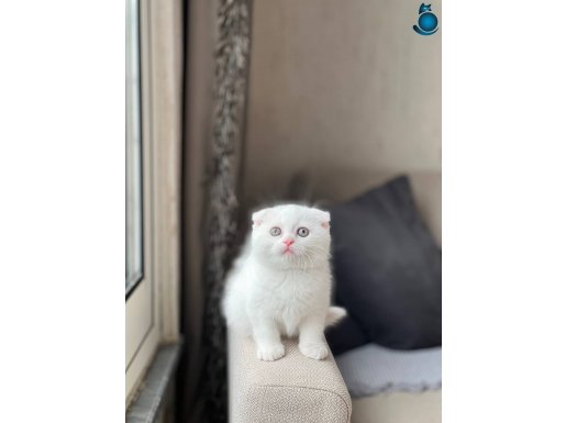 AYI SURAT SCOTTİSH FOLD BEYAZ YAVRUM