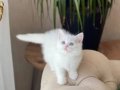 ÜST KALİTE SOSYAL BRİTİSH SHORTHAİR YAVRULARIM