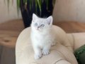 ÜST KALİTE SOSYAL BRİTİSH SHORTHAİR YAVRULARIM