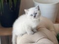 ÜST KALİTE SOSYAL BRİTİSH SHORTHAİR YAVRULARIM