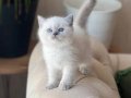 ÜST KALİTE SOSYAL BRİTİSH SHORTHAİR YAVRULARIM