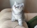 ÜST KALİTE SOSYAL BRİTİSH SHORTHAİR YAVRULARIM
