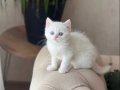 EŞSİZ GÖZ RENGİNDE BRİTİSH SHORTHAİR YAVRUM