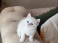 EŞSİZ GÖZ RENGİNDE BRİTİSH SHORTHAİR YAVRUM