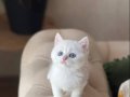 EŞSİZ GÖZ RENGİNDE BRİTİSH SHORTHAİR YAVRUM
