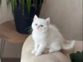 EŞSİZ GÖZ RENGİNDE BRİTİSH SHORTHAİR YAVRUM