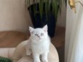 ÜST DÜZEY GÜZELLİK SEVECEN BRİTİSH SHORTHAİR YAVRUM