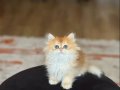 SAFKAN ÜST KALİTE GOLDEN BRİTİSH LONGHAİR YAVRUM