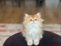 SAFKAN ÜST KALİTE GOLDEN BRİTİSH LONGHAİR YAVRUM