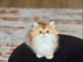 SAFKAN ÜST KALİTE GOLDEN BRİTİSH LONGHAİR YAVRUM