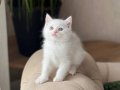 Güzel surat British Shorthair 