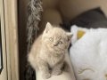 SEVİMLİ SURAT ÖZEL RENK LİLAC BRİTİSH SHORTHAİR