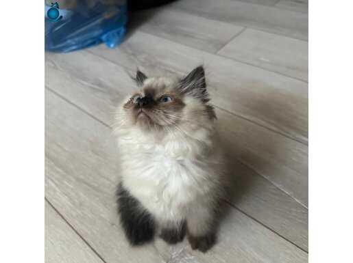 British Longhair blupoint