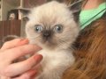 British shorthair yavru