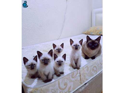 SAĞLIK VE IRK GARANTİLİ AŞILI SAFKAN SİYAM YAVRULAR 