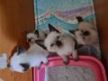 SAĞLIK VE IRK GARANTİLİ, AŞILI SAFKAN SİYAM YAVRULAR