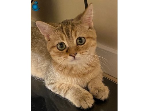 British Shorthair Erkek 3 Aylık