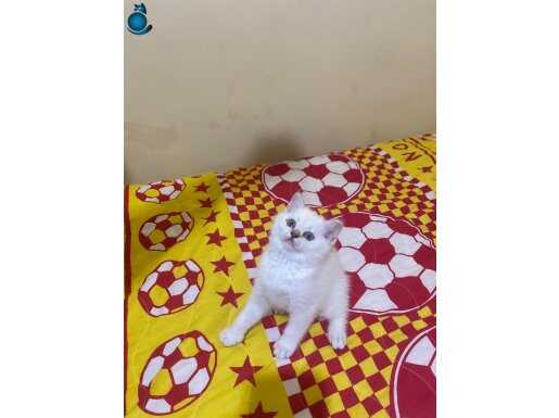 Safkan british shorthair yavrular 