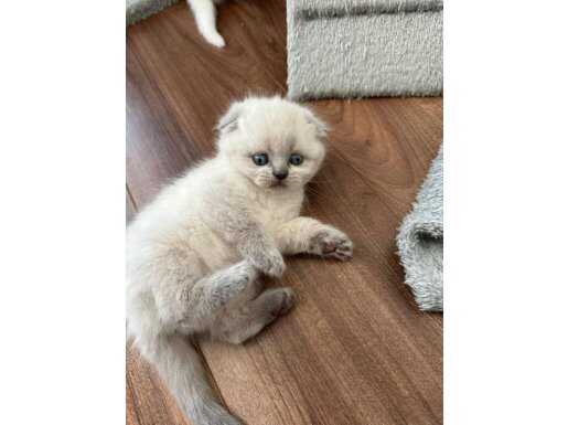 Ayı surat fold yavrular