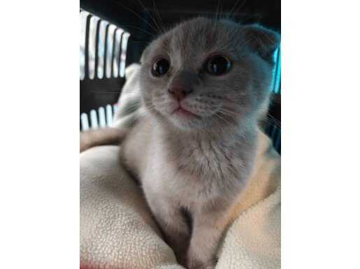  Scottish Fold Lilac