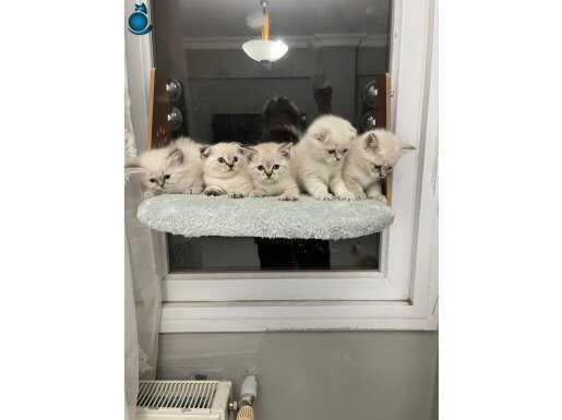 Sütten Kesilmiş Sosyal Scottish Fold Yavruları