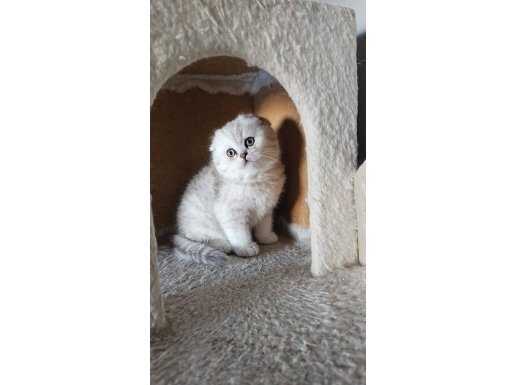 Ayı surat scottish fold silver