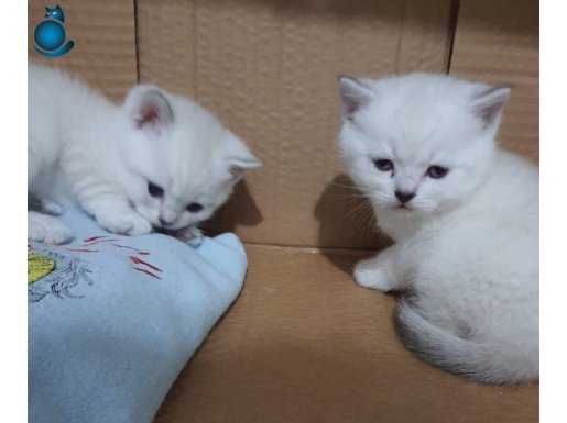 British shorthair bluepoint