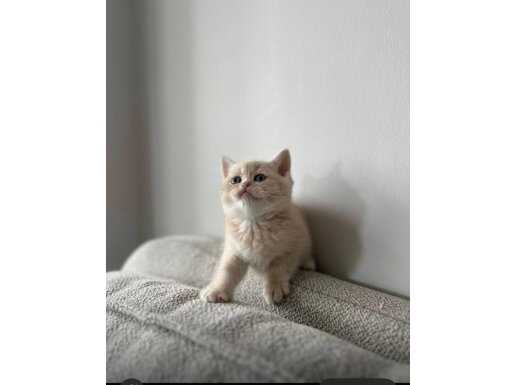 Safkan Ayı Surat Yavrular