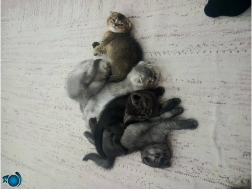 Ayı surat scottish fold 