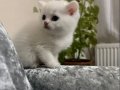 SAFKAN ERKEK YAVRU
