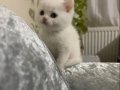 SAFKAN ERKEK YAVRU