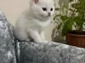 SAFKAN ERKEK YAVRU