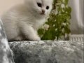 SAFKAN ERKEK YAVRU