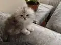 Scottish fold silver 