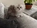 Scottish fold silver 
