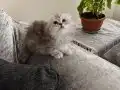 Scottish fold silver 