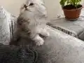 Scottish fold silver 