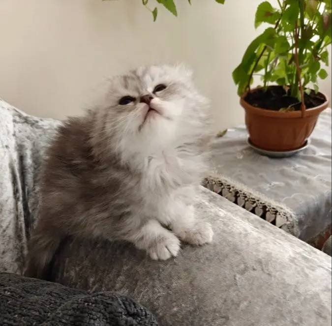 Scottish fold silver 