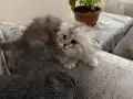 Scottish fold silver 