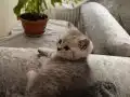 British shorthair safkan