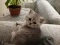 British shorthair safkan