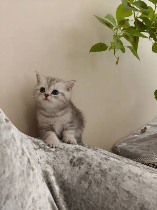 British shorthair safkan
