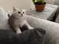 British shorthair safkan