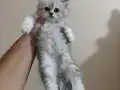 Safkan british shorthair yavrular
