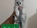 Safkan british shorthair yavrular